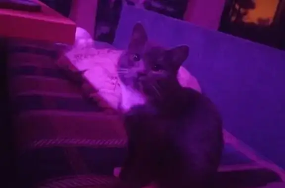 Найдена кошка, Берёзовский, фото: Кошка ищет дом, ул. Загвозкина, 10А