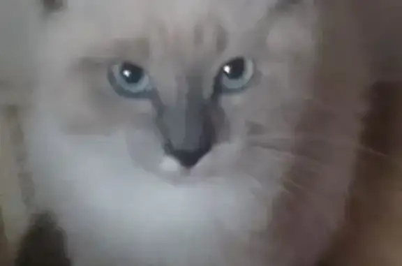 Кошки потеряшки, Тверь, фото: Потеряшка кошка, ул. Борихино Поле, 9Г