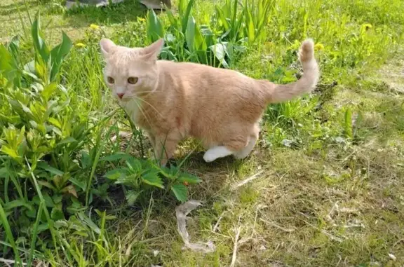 Кошки потеряшки, Московская область, фото: Потеряшка кошка на Радужной улице