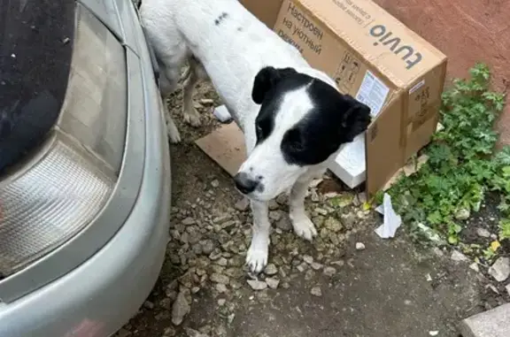 Найдена собака, ул. Болдина 114, Тула