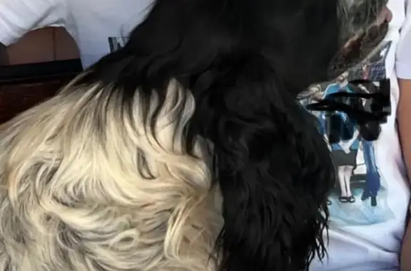 Пропала собака, Нерчинская 9, Астрахань