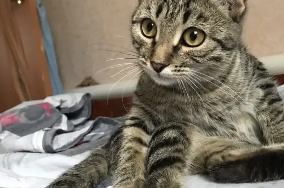 Кошки потеряшки, Павлово, фото: Потеряшка кошка, Профсоюзная 6, Павлово