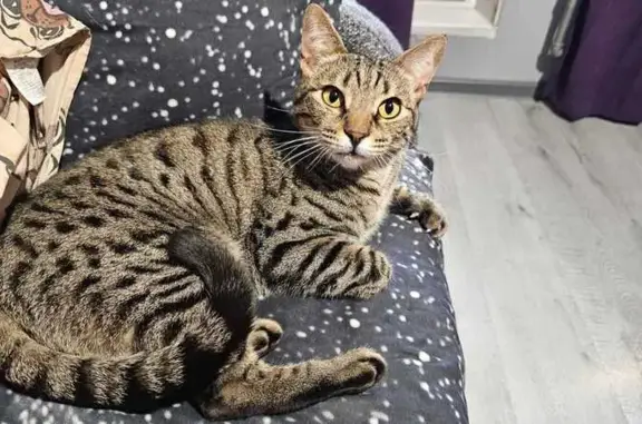 Найдена кошка, ул. Берзарина, 21 к1