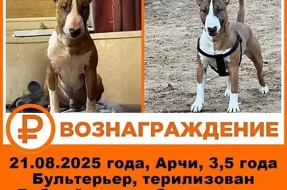 Пропала собака, Луговая ул., 25