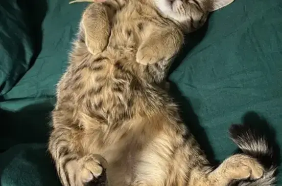 Пропала кошка, ул. Дизайнеров, 9А, Томск