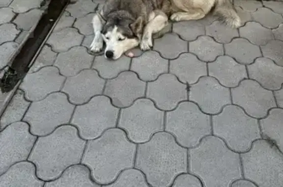 Найдена собака, Пятигорск, фото: Хаски найдена: Университетская 1, Пятигорск