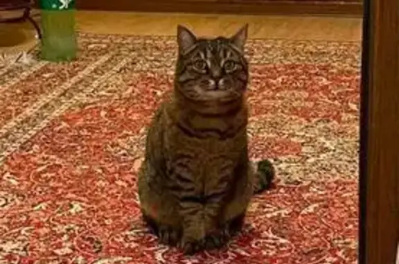 Пропала кошка, ул. Бурцева, Белгород