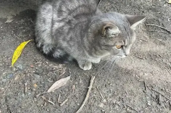 Найдена кошка, Челябинск, фото: Кошка найдена у 104 школы, Челябинск