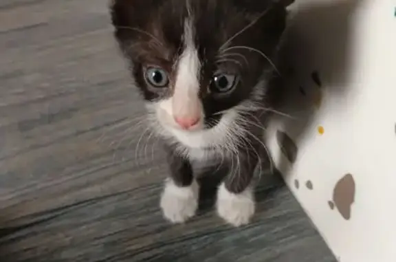 Кошки потеряшки, Оренбург, фото: Потеряшка кошка, Красногвардейская 48, Оренбург