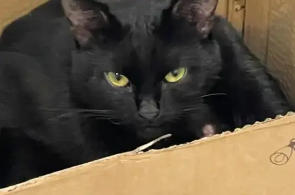 Кошка найдена, Минская ул. 37, Казань