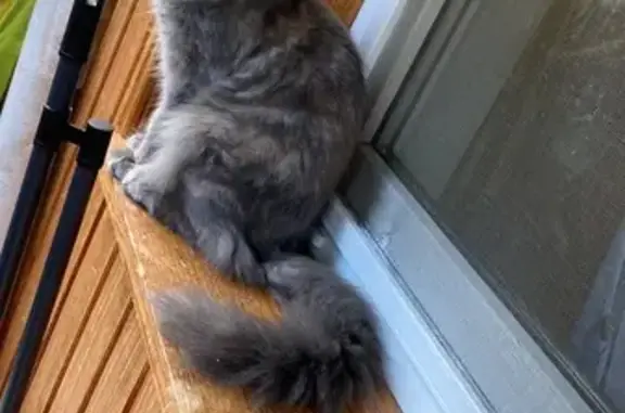 Кошки потеряшки, Павловский Посад, фото: Потеряшка кошка, Южная 36, Павловский Посад