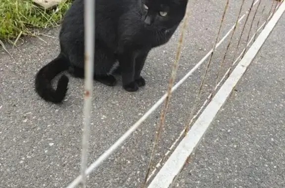 Кошка найдена: Гжатская ул. 21, СПб