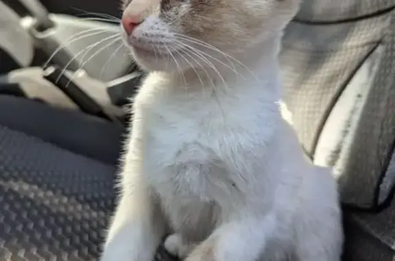 Кошка найдена: Элиста, Калмыкия - photo