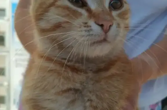 Найдена кошка, Алексеевка, фото: Найдена кошка, Светлая ул., Алексеевка