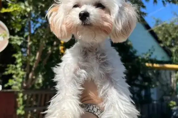 Собака найдена на Рассказовской ул., Тамбов