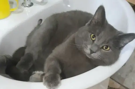 Объявления о пропавших и найденных животных, Зима, фото: Пропал кот Мурчик, Рабочая ул., 86, Зима