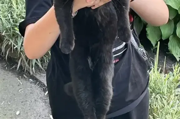 Кошка найдена: ул. Карбышева, 4А, Крск.