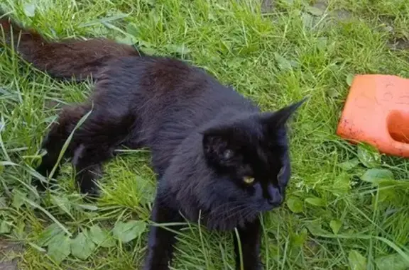 Пропала черная кошка, Солнечная ул.