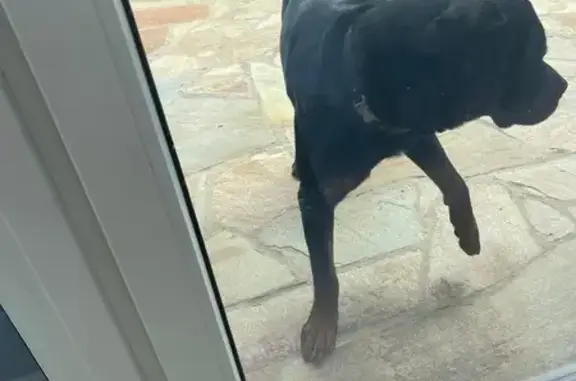 Найдена собака, Нижегородская область, фото: Собака найдена в пос. Октябрьский, Бор