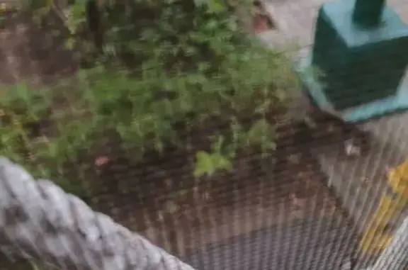 Найдена кошка, Балашиха, фото: Кошка найдена на Юлиуса Фучика 2/3