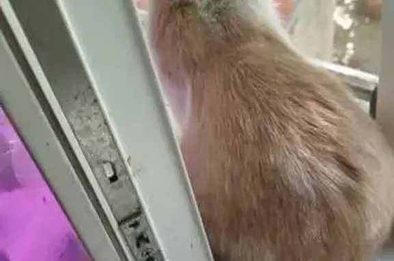 Найдена кошка, Саратовская область, фото: Найдена кошка, Саратов, Саратовская обл.