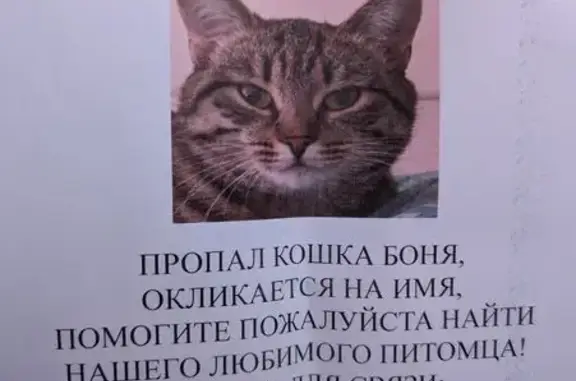 Пропала кошка, Кузьминская ул., 19, Котельники