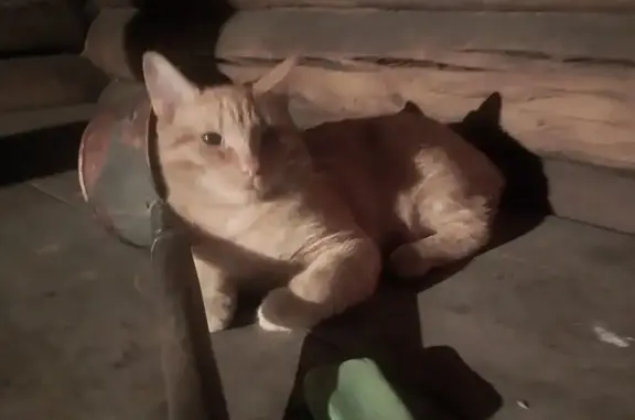 Кошки потеряшки, Кызыл, фото: Потеряшка рыжий кот, ул. Пролетарская, Кызыл