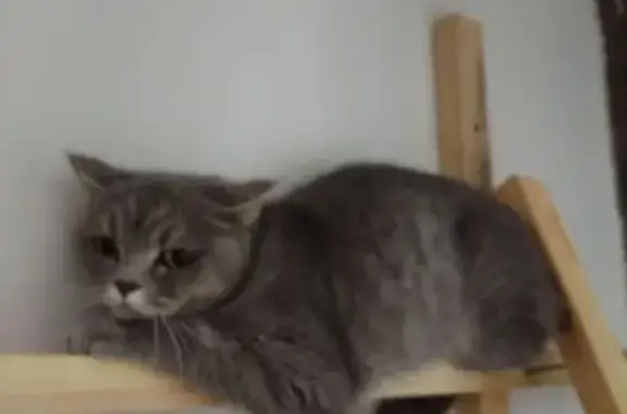 Найдена кошка, Иркутск, фото: Кошка найдена на 2-й Железнодорожной, 8Б