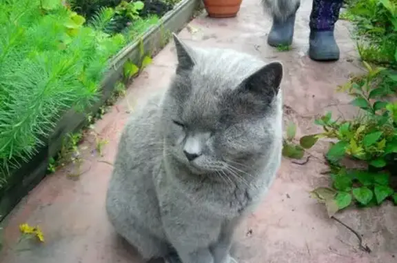 Найдена кошка, , фото: Кошка найдена: 2-я линия, Синявино