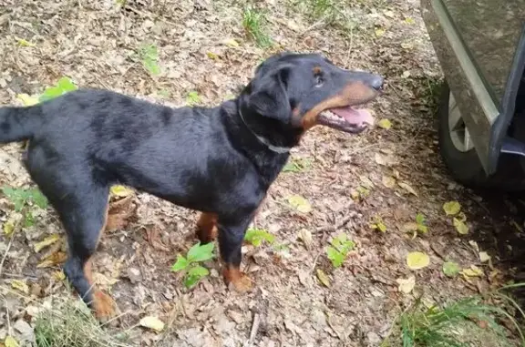 Найдена собака, Калининградская область, фото: Собака найдена в Бальге, Калининградская обл.