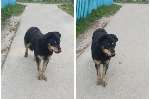 Найдена собака, Ветеринарная ул., Д. Константиново