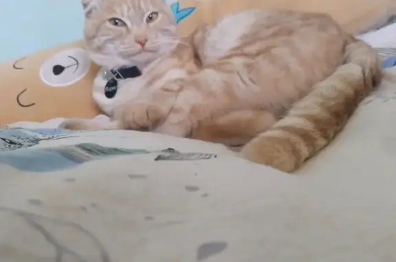 Кошки потеряшки, Екатеринбург, фото: Потеряшка кошка, Республиканская 10, Екб