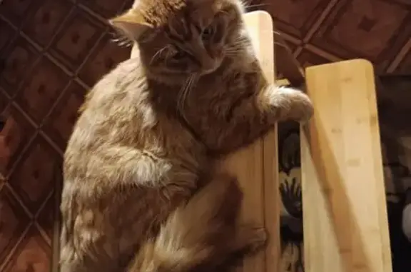 Кошки потеряшки, Пушкино, фото: Потеряшка кошка: Пушкино, Первомайская 11