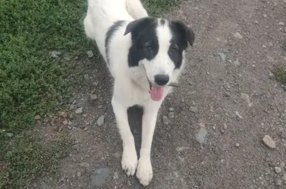 Найдена собака, Новосибирск, фото: Собака найдена, ул. Чигорина, Новосибирск