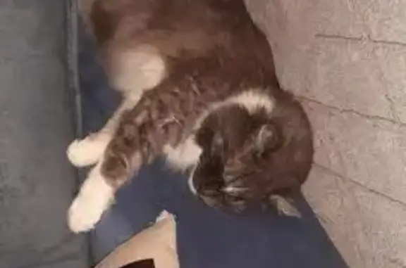 Кошки потеряшки, Чистополь, фото: Потеряшка кошка, ул. Тукая, 11, Чистополь