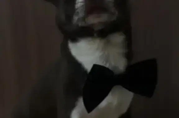 Пропала собака в Курганинске, Краснодарский край