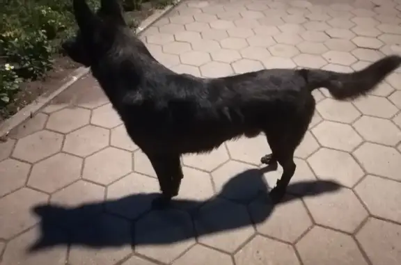 Найдена собака, Салмышская 9/1, Оренбург