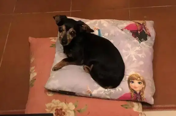 Пропала собака в Спас-Каменке, 46Н-01462