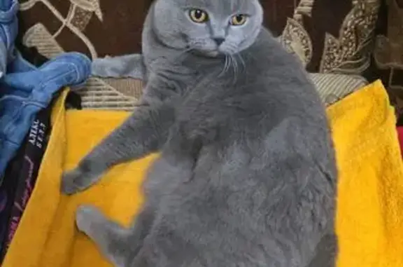 Кошки потеряшки, , фото: Потеряшка кошка, Московская область