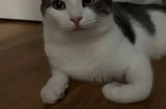 Кошки потеряшки, Астана, фото: Потеряшка кошка у ЖК Анисы, ул. Мухамедханова, 23А