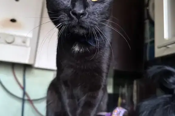 Пропала кошка, Луговой 46Н-00999