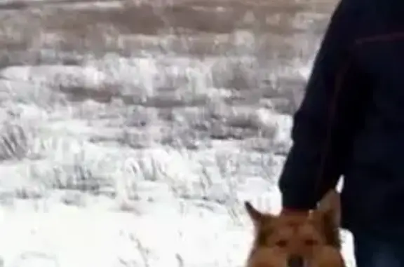 Собаки потеряшки, Волгоградская область, фото: Потеряшка собака в Волжском, СНТ 