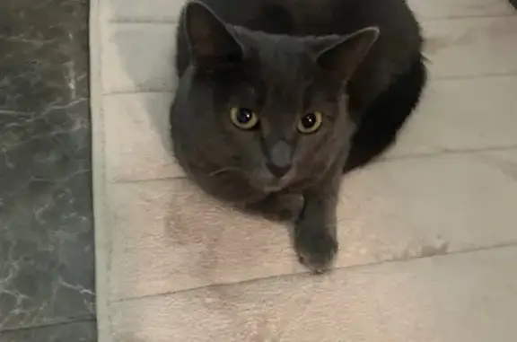 Найдена кошка, Марьино, Москва