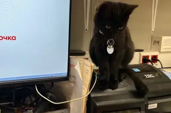 Пропал котенок, Учительская 16, НН