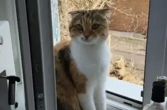 Пропала кошка: «Каспий», Рождественское СП