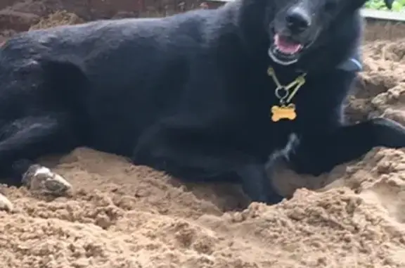 Собаки потеряшки, Московская область, фото: Потеряшка собака Шайна, МО.