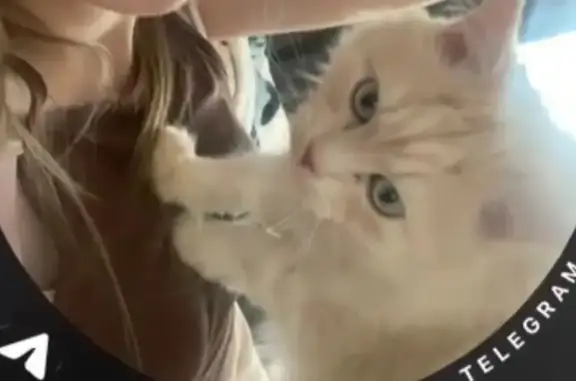 Кошки потеряшки, Чехов-2, фото: Потеряшка кошка, Спортивная 17, Чехов-2