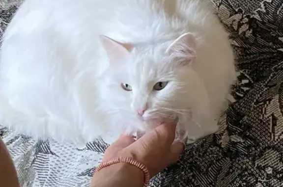 Пропала белая кошка, ул. 50-летия Победы, 32