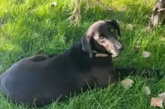 Найдена собака, Астрахань, фото: Собака найдена: ул. Татищева, 23, Астрахань