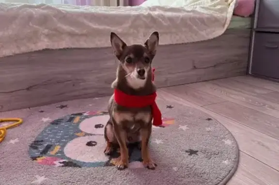 Пропала собака, ул. Барбюса 150, Челябинск